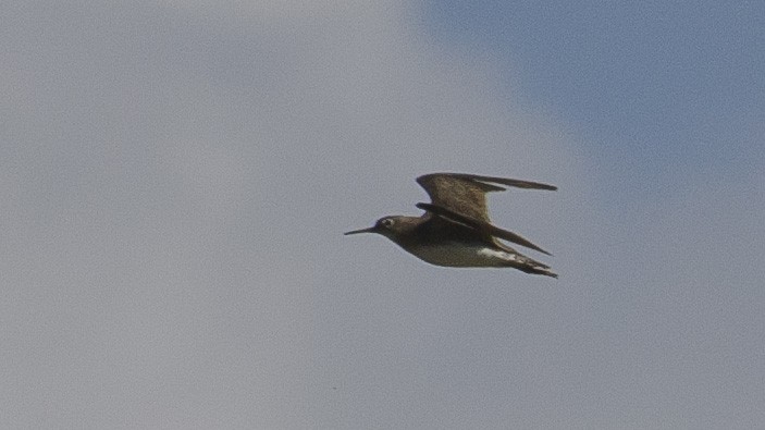 Solitary Sandpiper - ML183602361