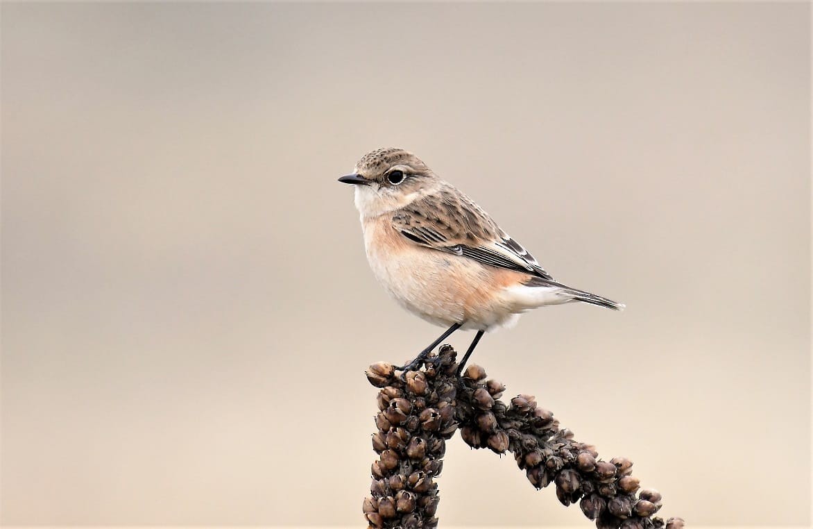 Amur Stonechat - ML183603411