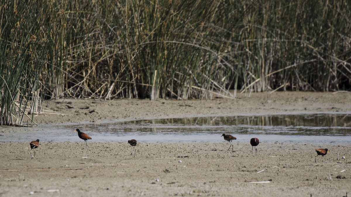 Wattled Jacana - ML183603641