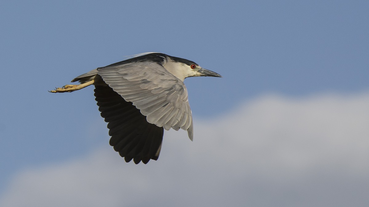 Black-crowned Night Heron - Ignacio Zapata