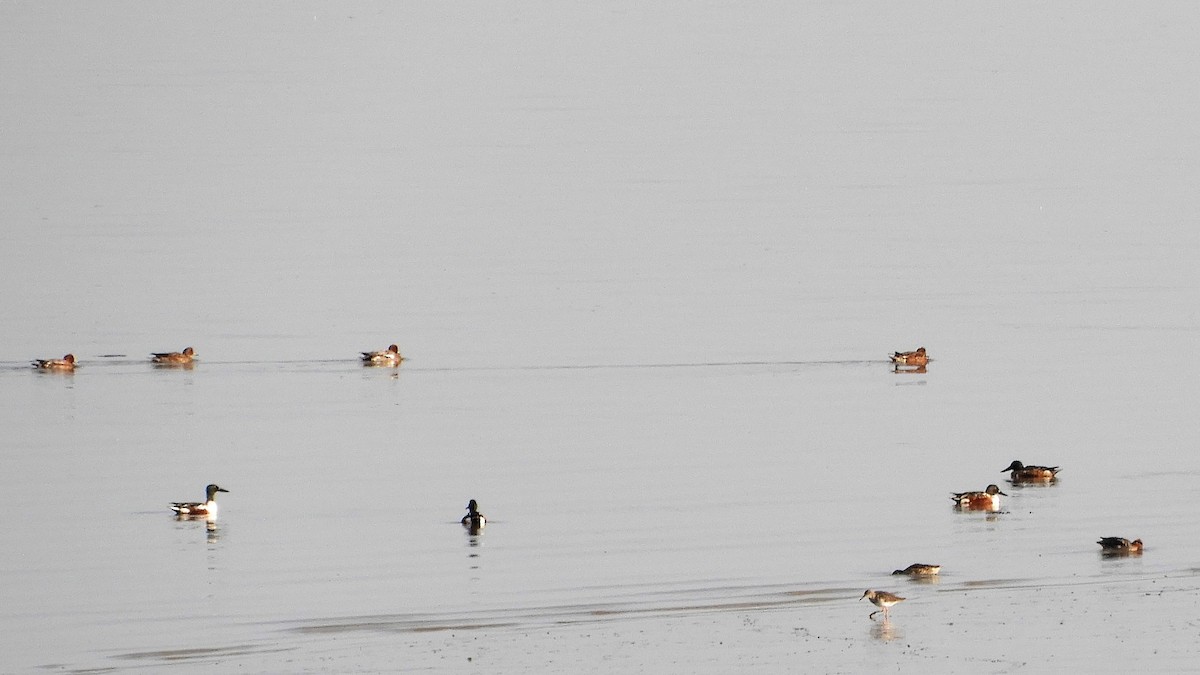 Northern Shoveler - ML183605301