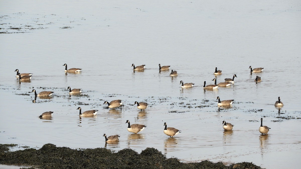 Canada Goose - ML183605511