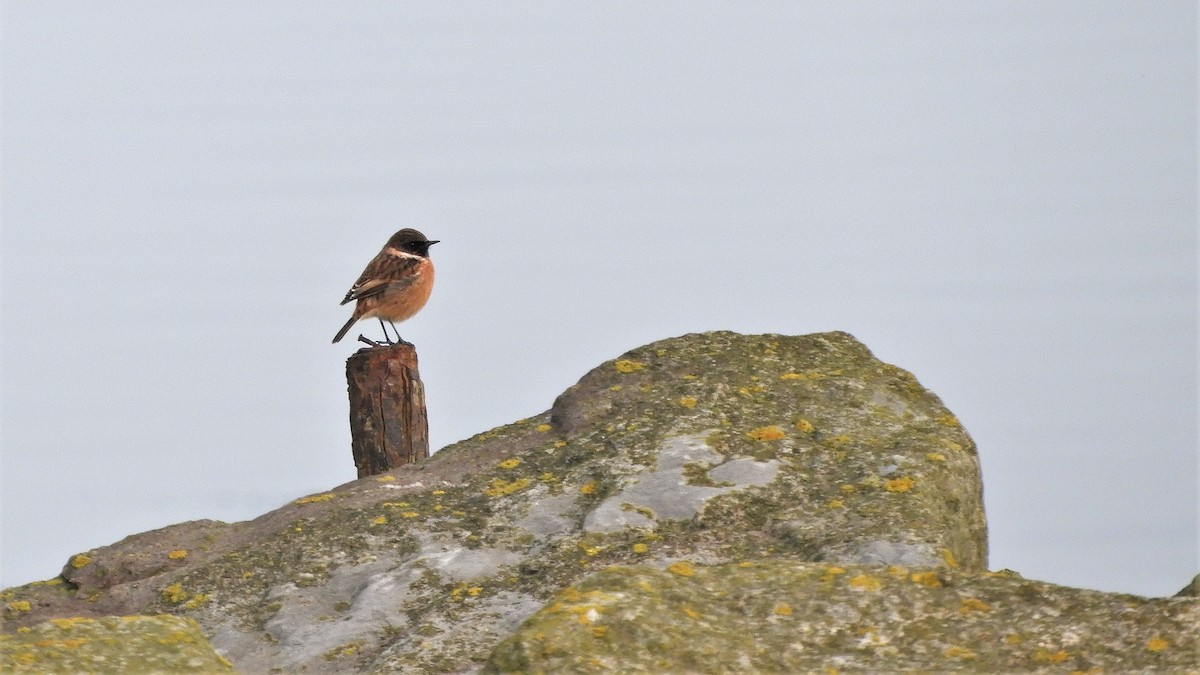 European Stonechat - Andy  Woodward