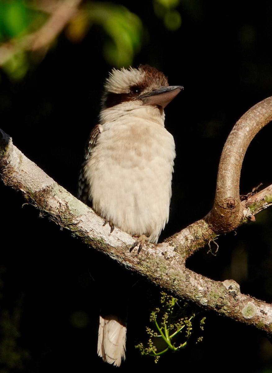 Laughing Kookaburra - ML183607291