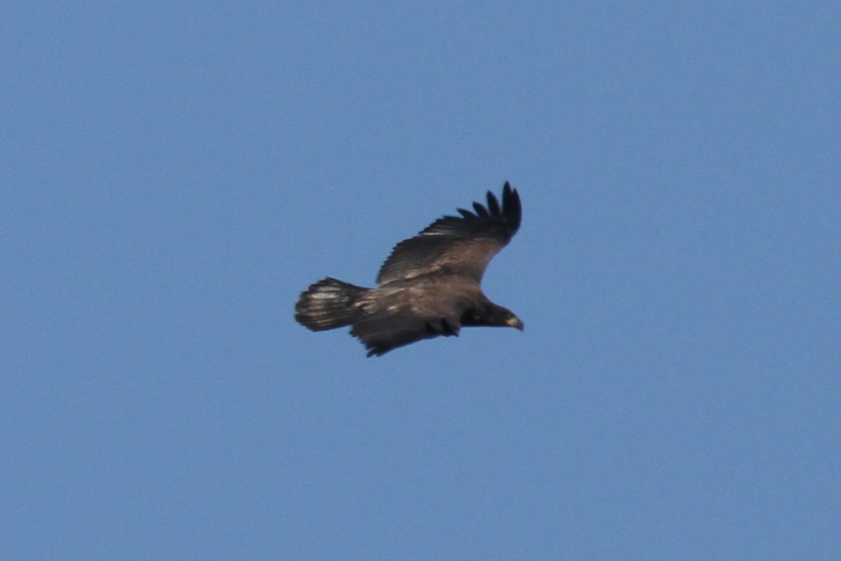 Bald Eagle - Geoffrey Urwin