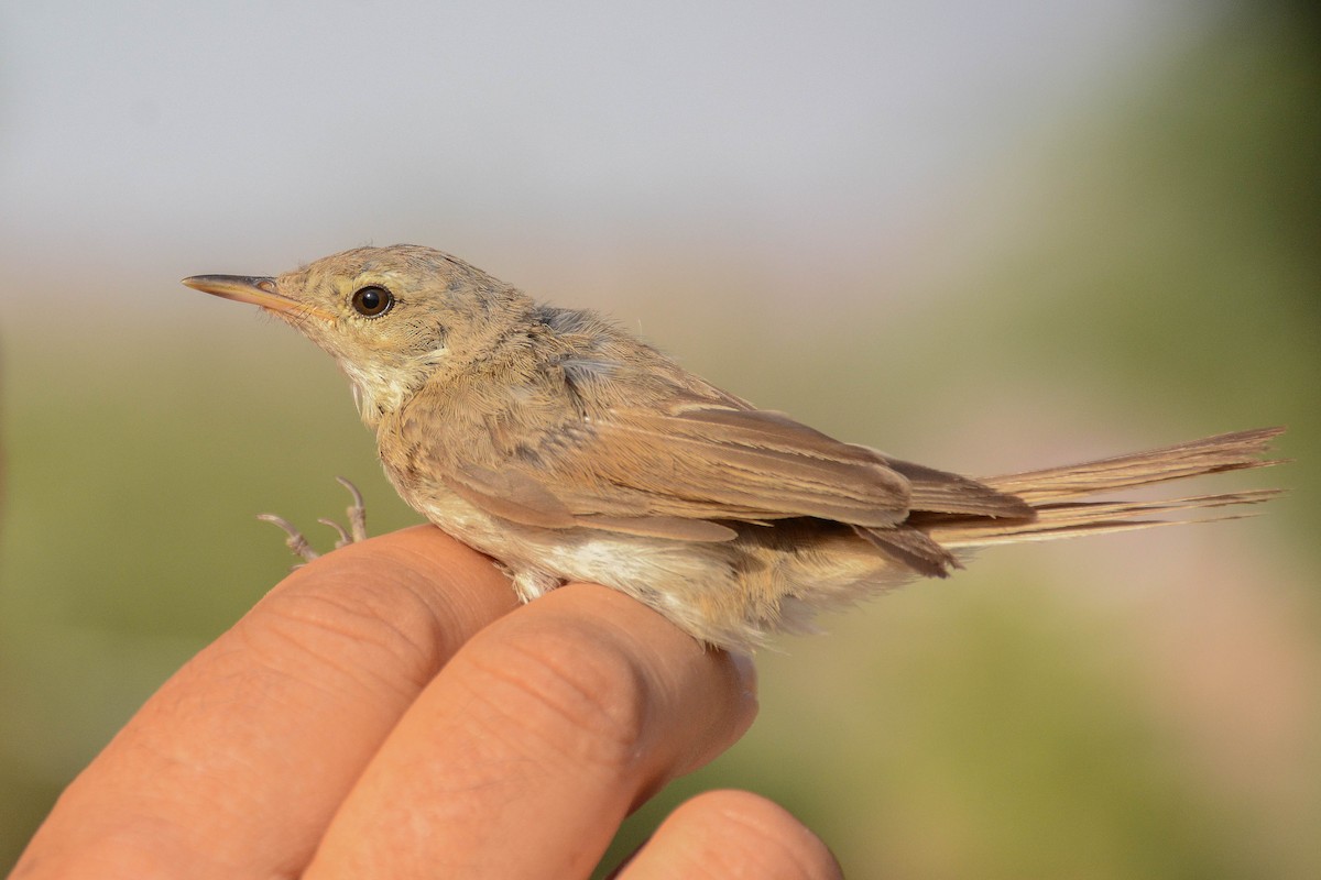 Booted Warbler - ML183609871