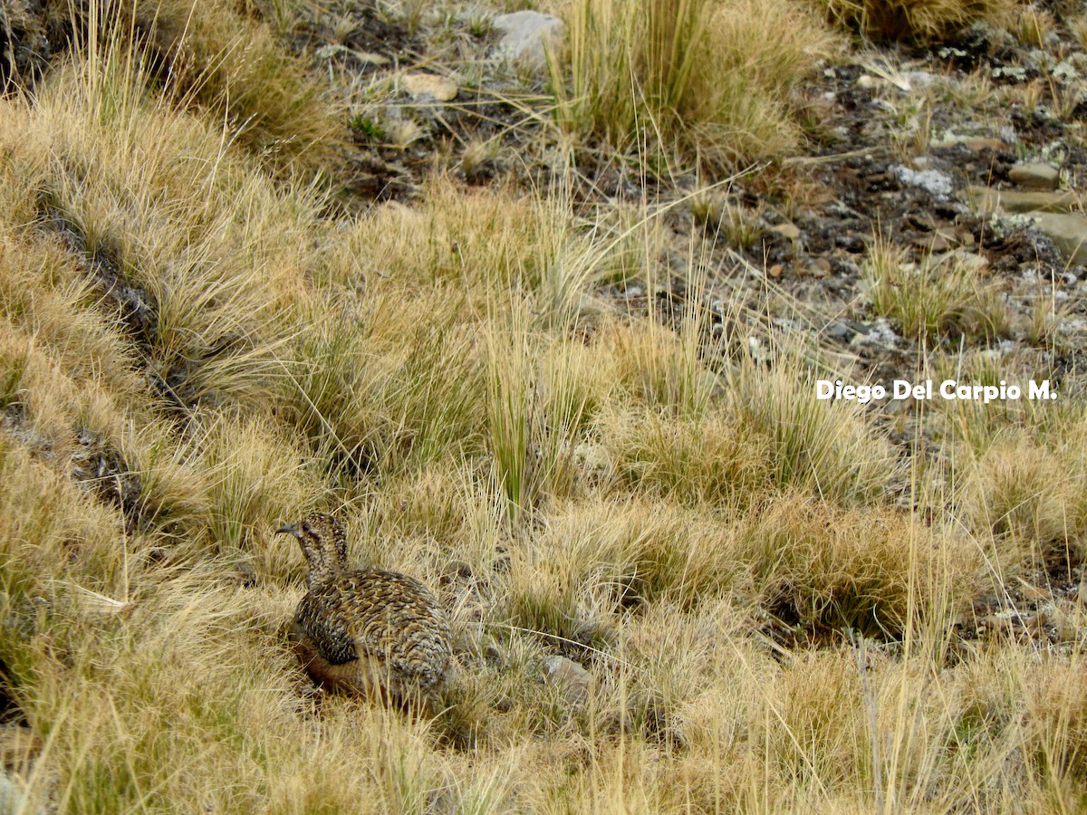 Ornate Tinamou - ML183612651