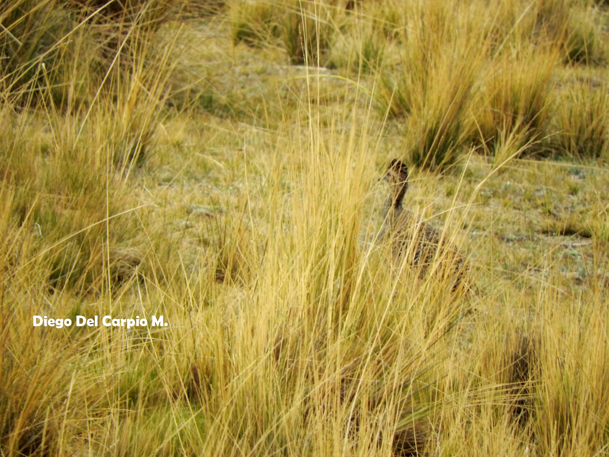 Ornate Tinamou - ML183612661