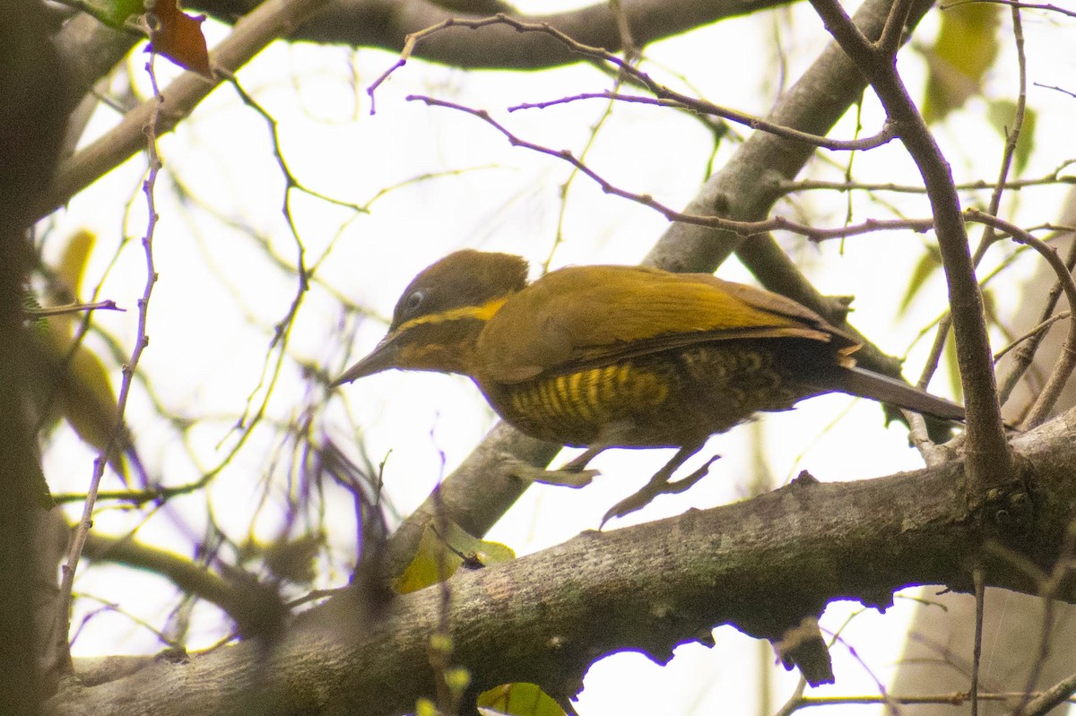 Golden-green Woodpecker - Leandro Bareiro Guiñazú