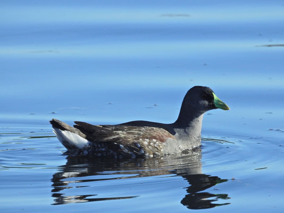 Spot-flanked Gallinule - Alejandra Pons