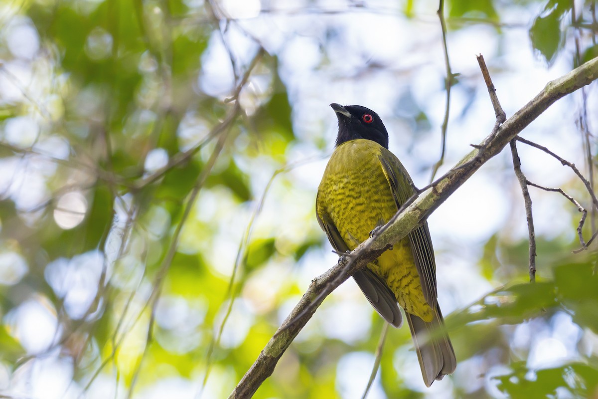 Black-headed Berryeater - Gabriel Bonfa