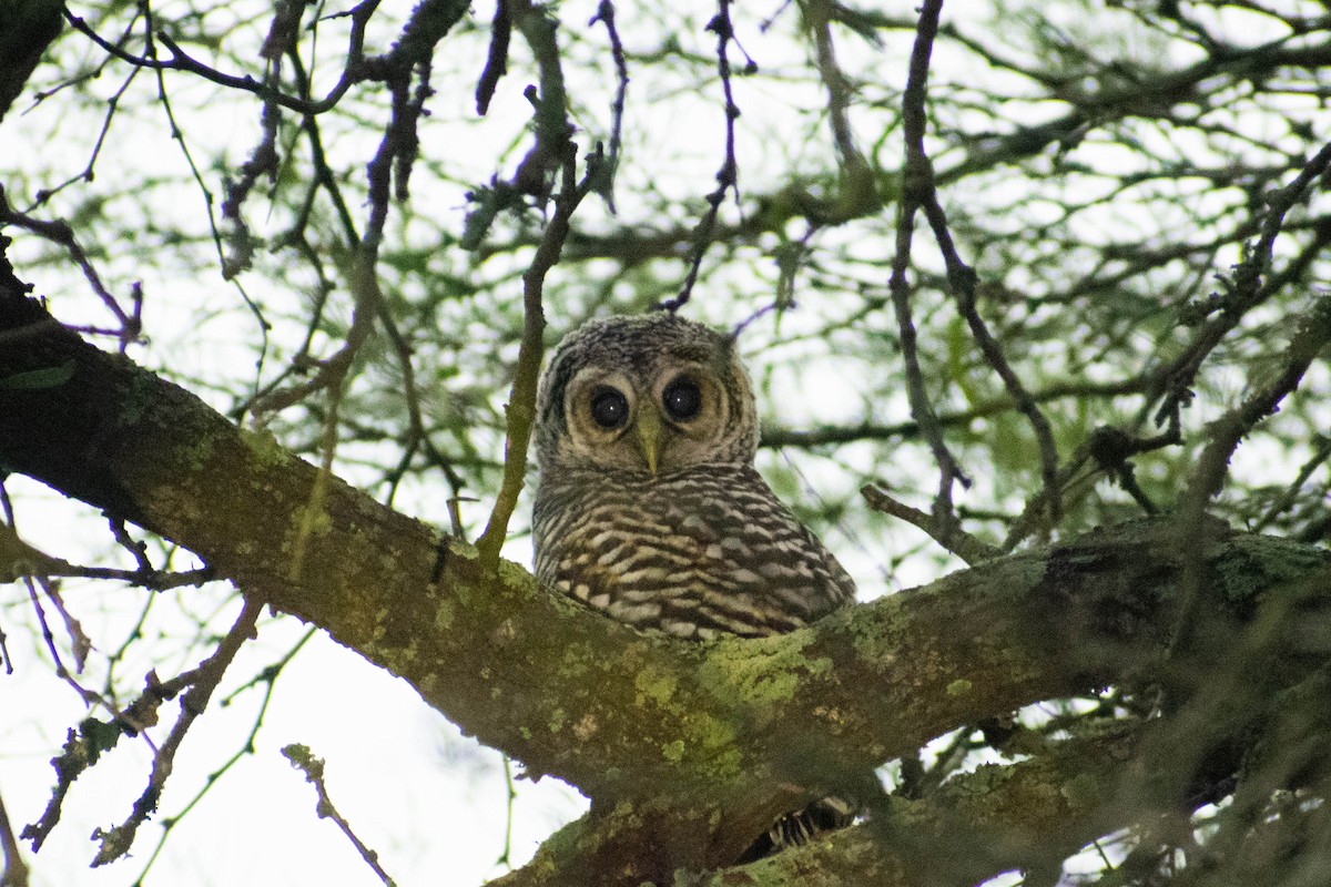 Chaco Owl - ML183615611