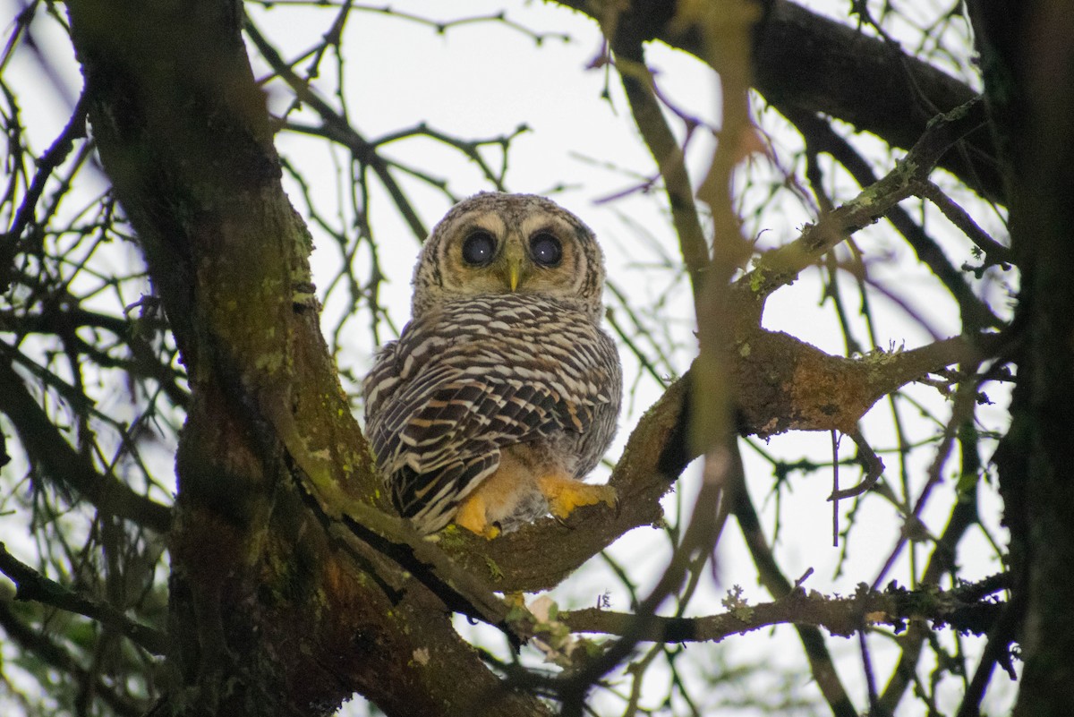 Chaco Owl - ML183615691