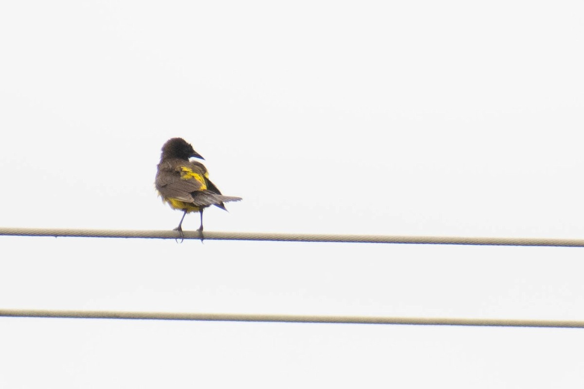 Yellow-rumped Marshbird - ML183615871