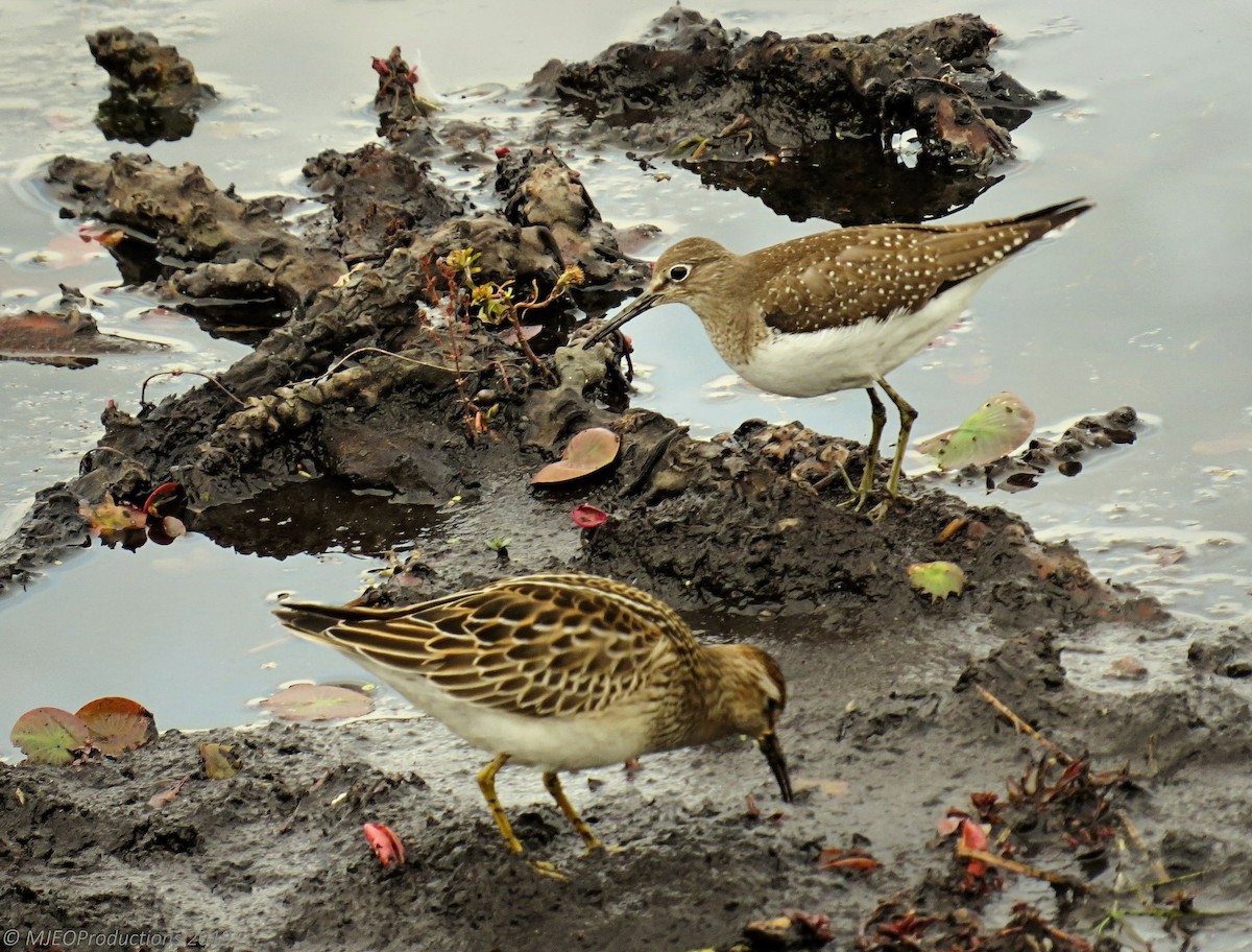 Solitary Sandpiper - ML183617531