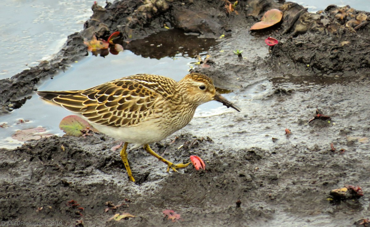 Pectoral Sandpiper - ML183617541