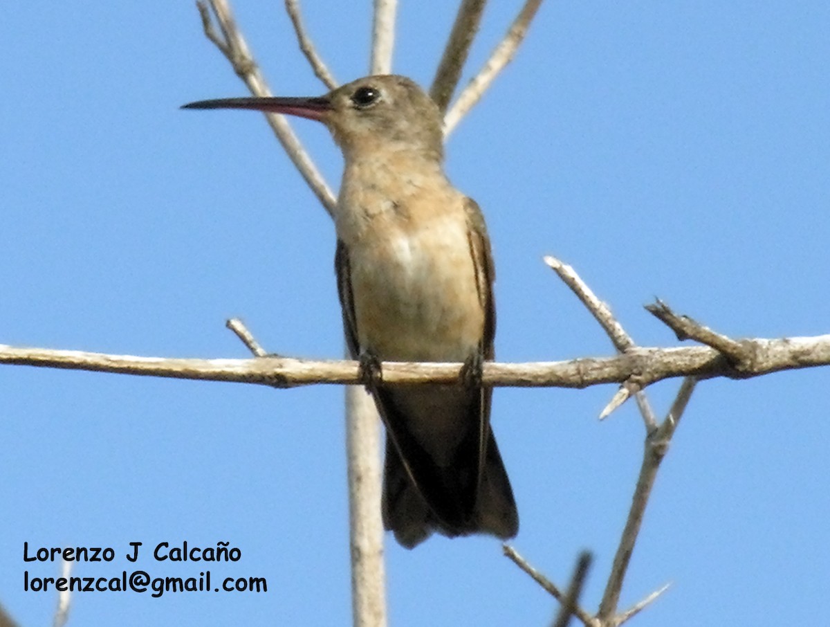 kolibřík rusoprsý - ML183618961
