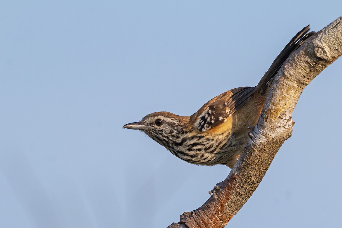 Rusty-backed Antwren - Gabriel Bonfa