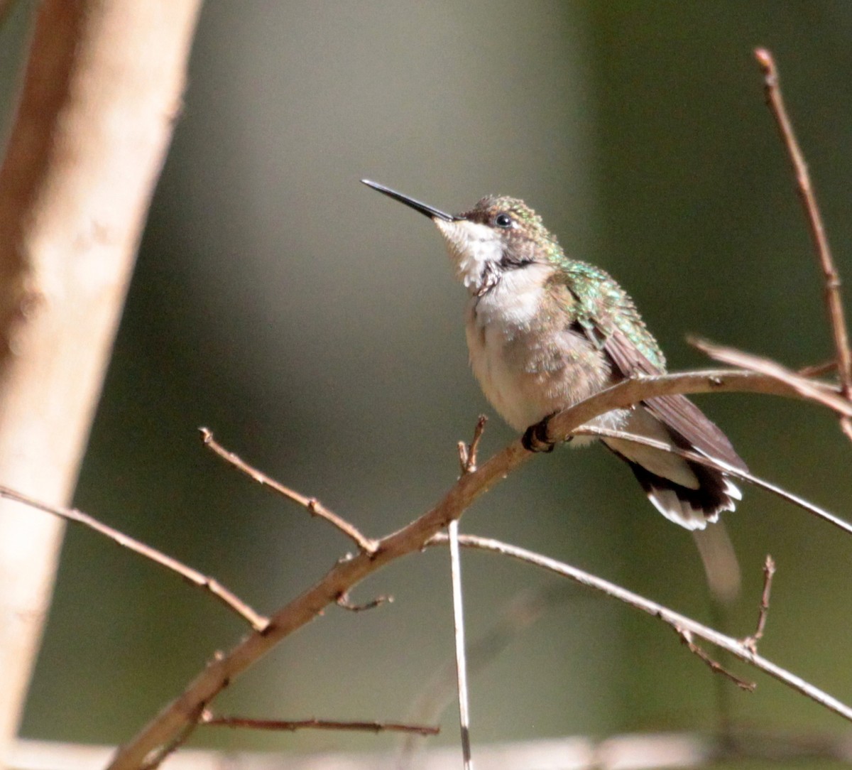 Ruby-throated Hummingbird - Billie Cantwell