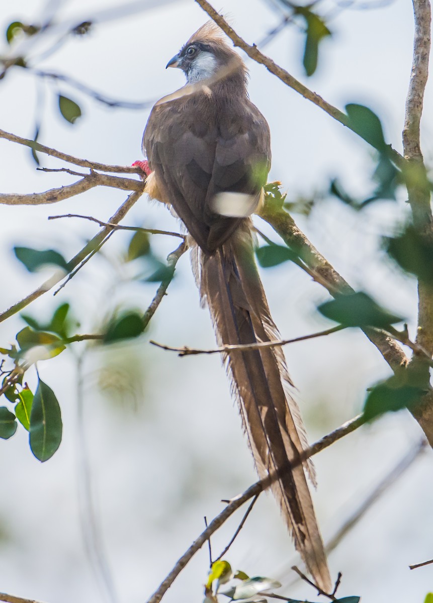 Speckled Mousebird - ML183622591