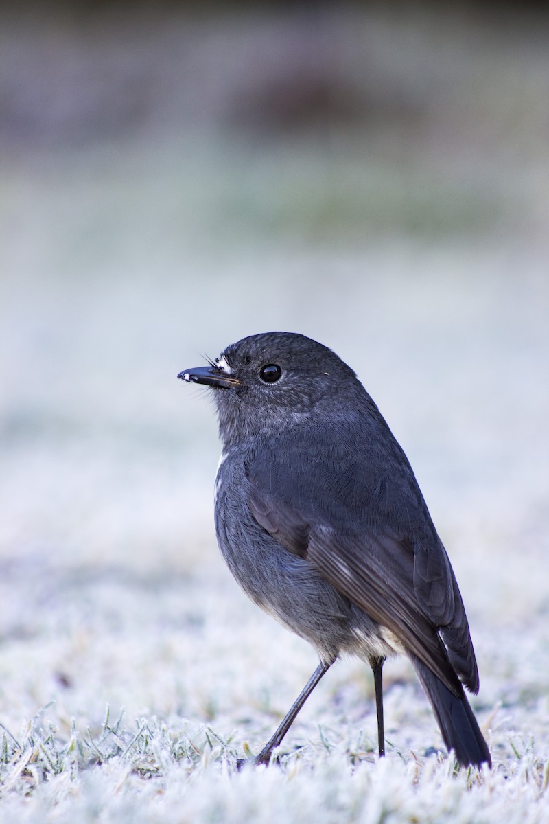 South Island Robin - Oscar Thomas