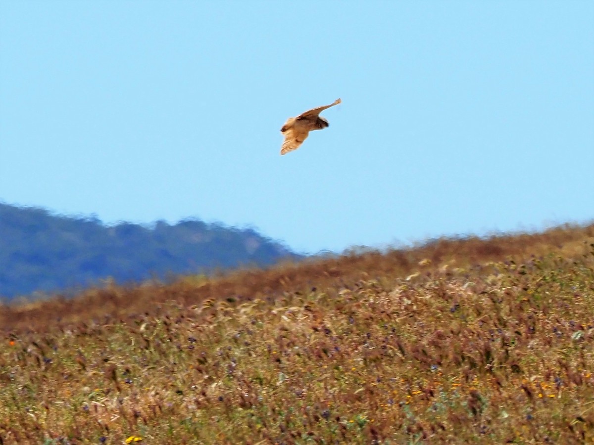 Burrowing Owl - ML183624521