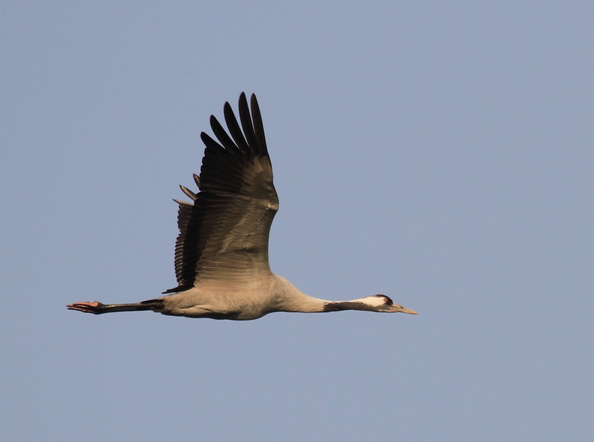 Common Crane - Vijaya Lakshmi