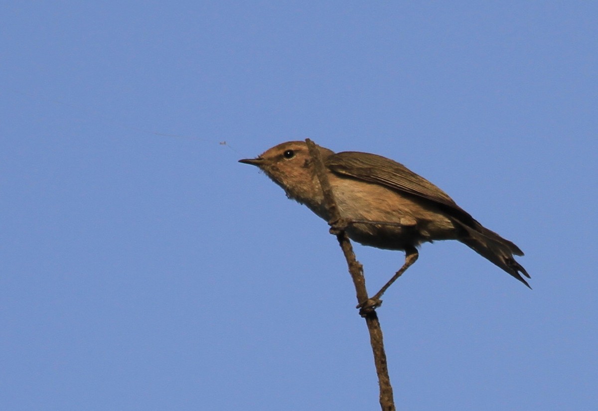 Common Chiffchaff - Vijaya Lakshmi