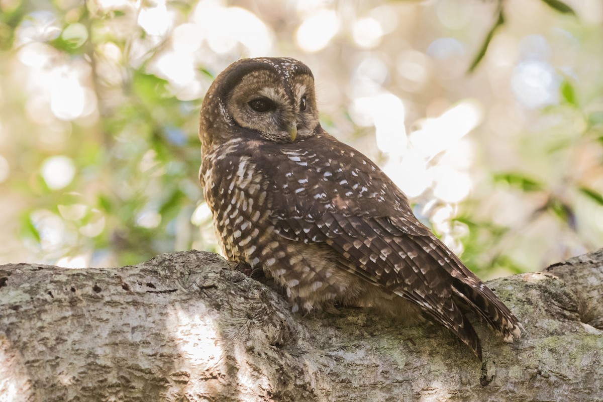 Spotted Owl - Roger Adamson