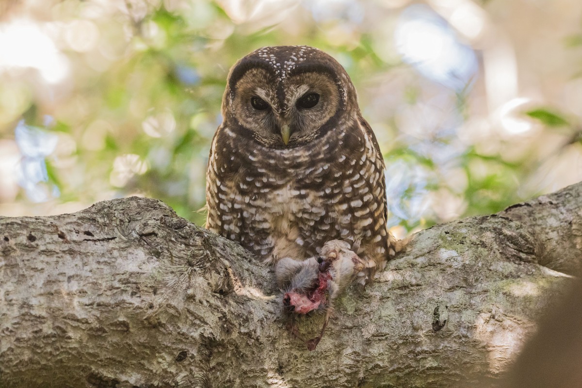Spotted Owl - Roger Adamson