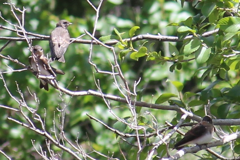 Golondrina Común - ML183626931