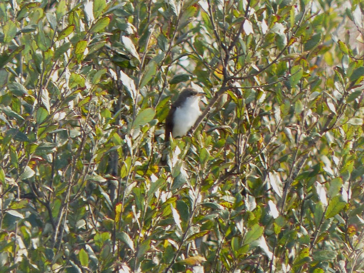 Yellow-billed Cuckoo - Alan Whitehead