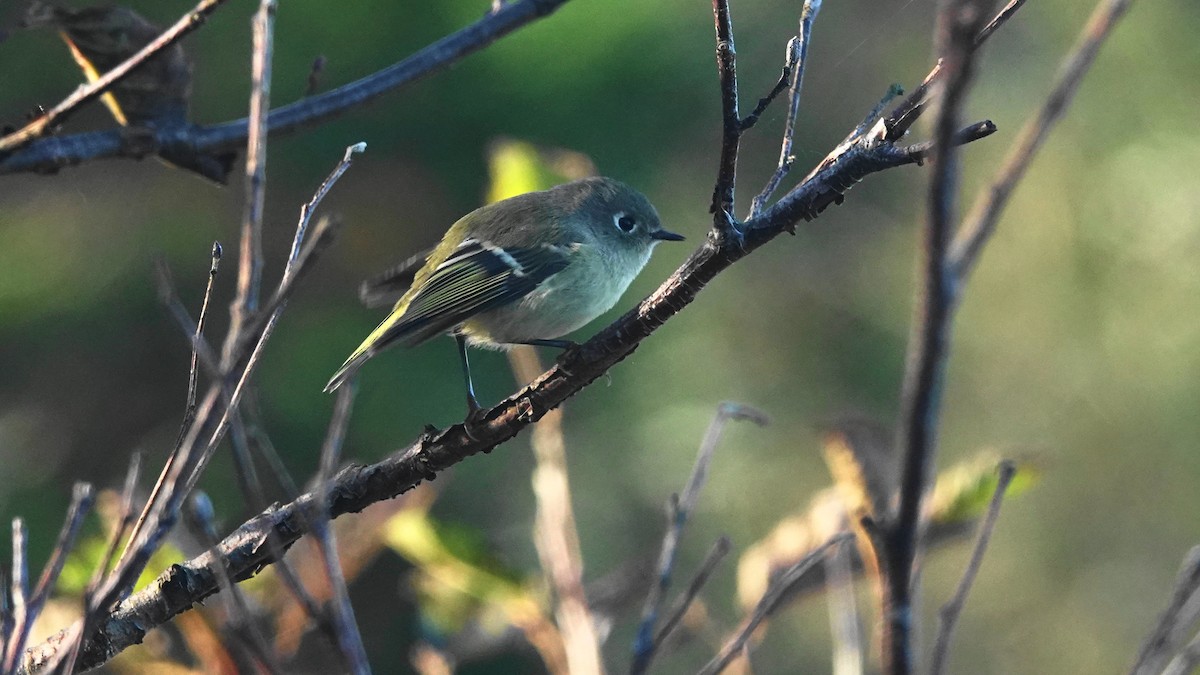Ruby-crowned Kinglet - Barry Day