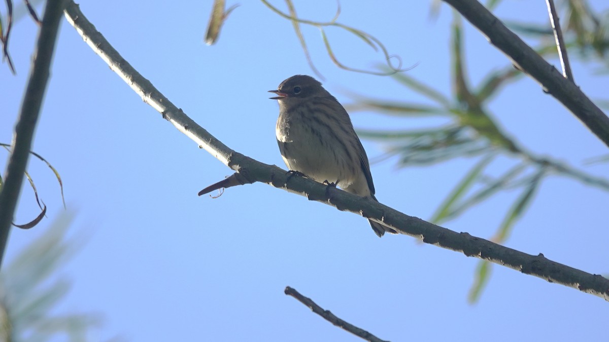 Yellow-rumped Warbler - Barry Day