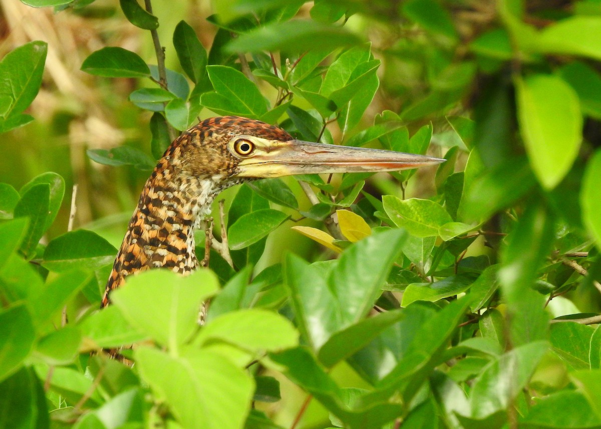 Rufescent Tiger-Heron - ML183628881