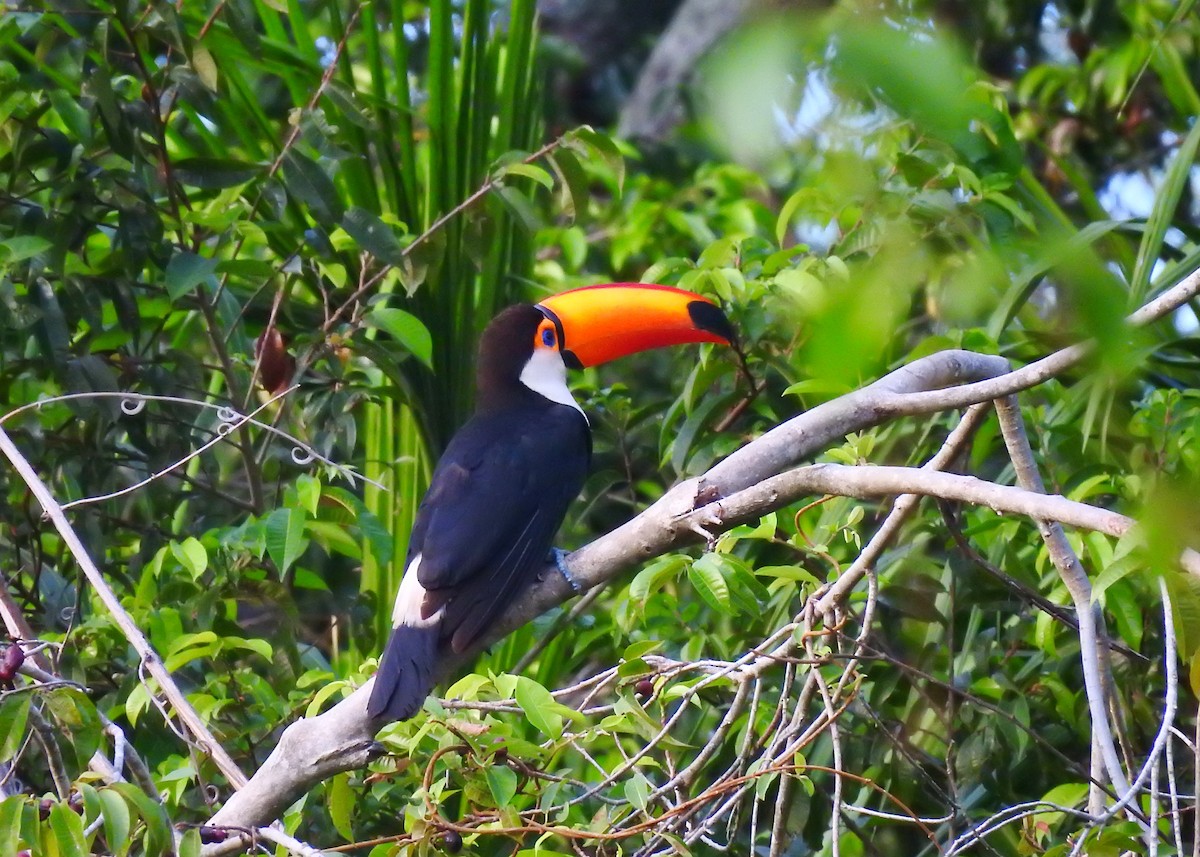 Toco Toucan - ML183628911