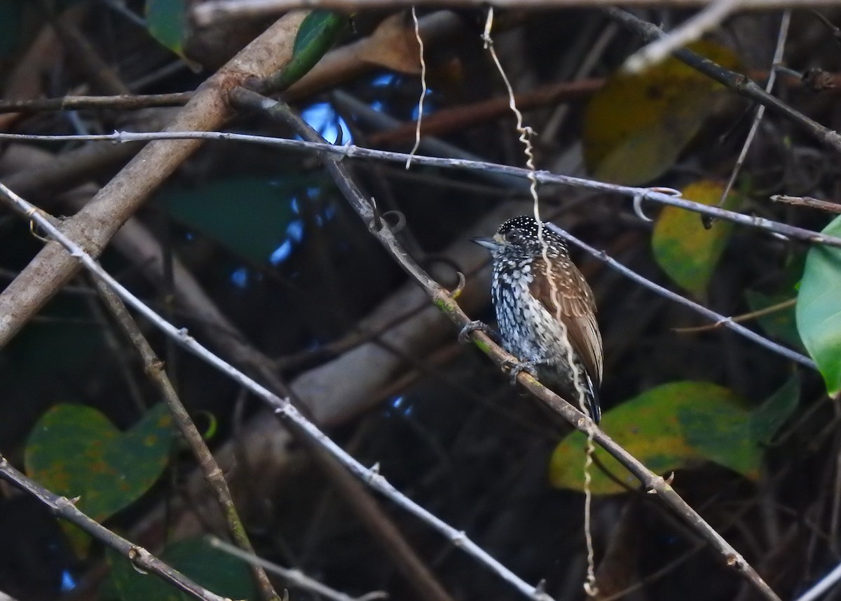 White-wedged Piculet - ML183628931