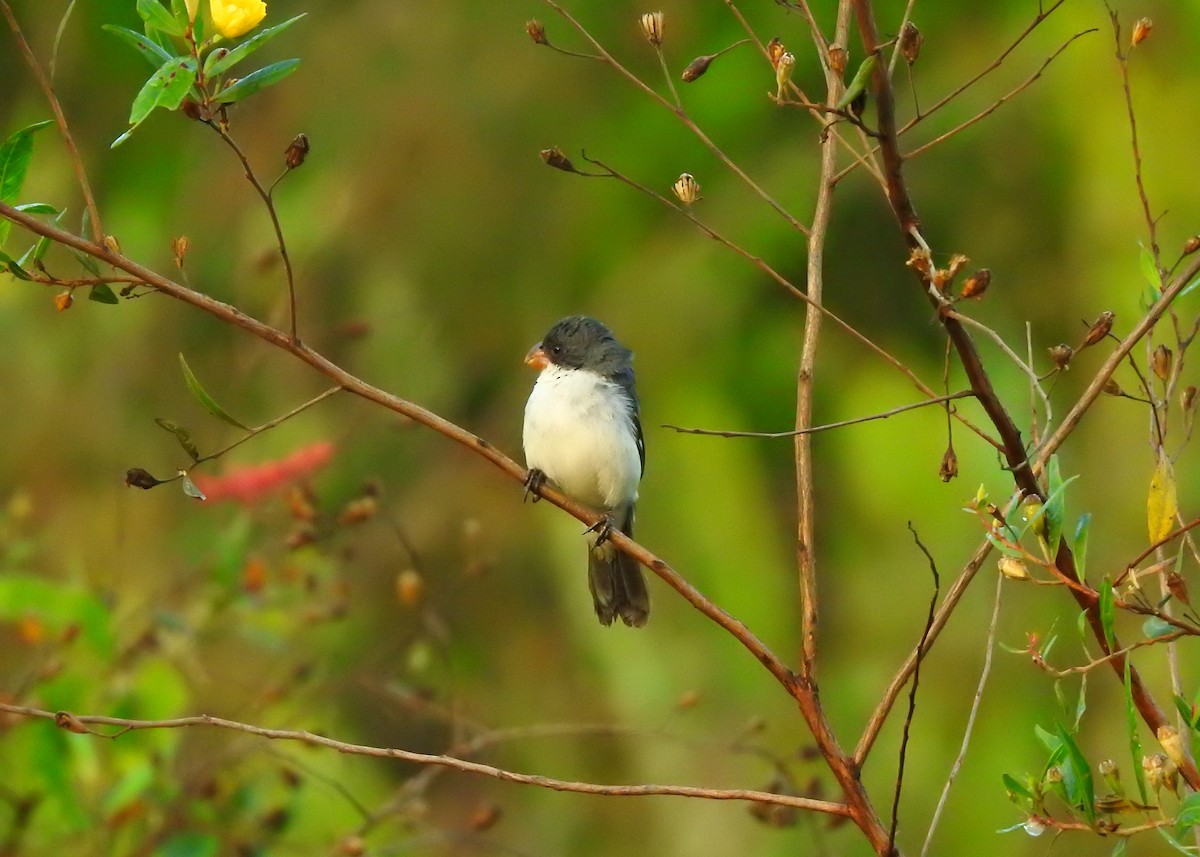 White-bellied Seedeater - ML183629021