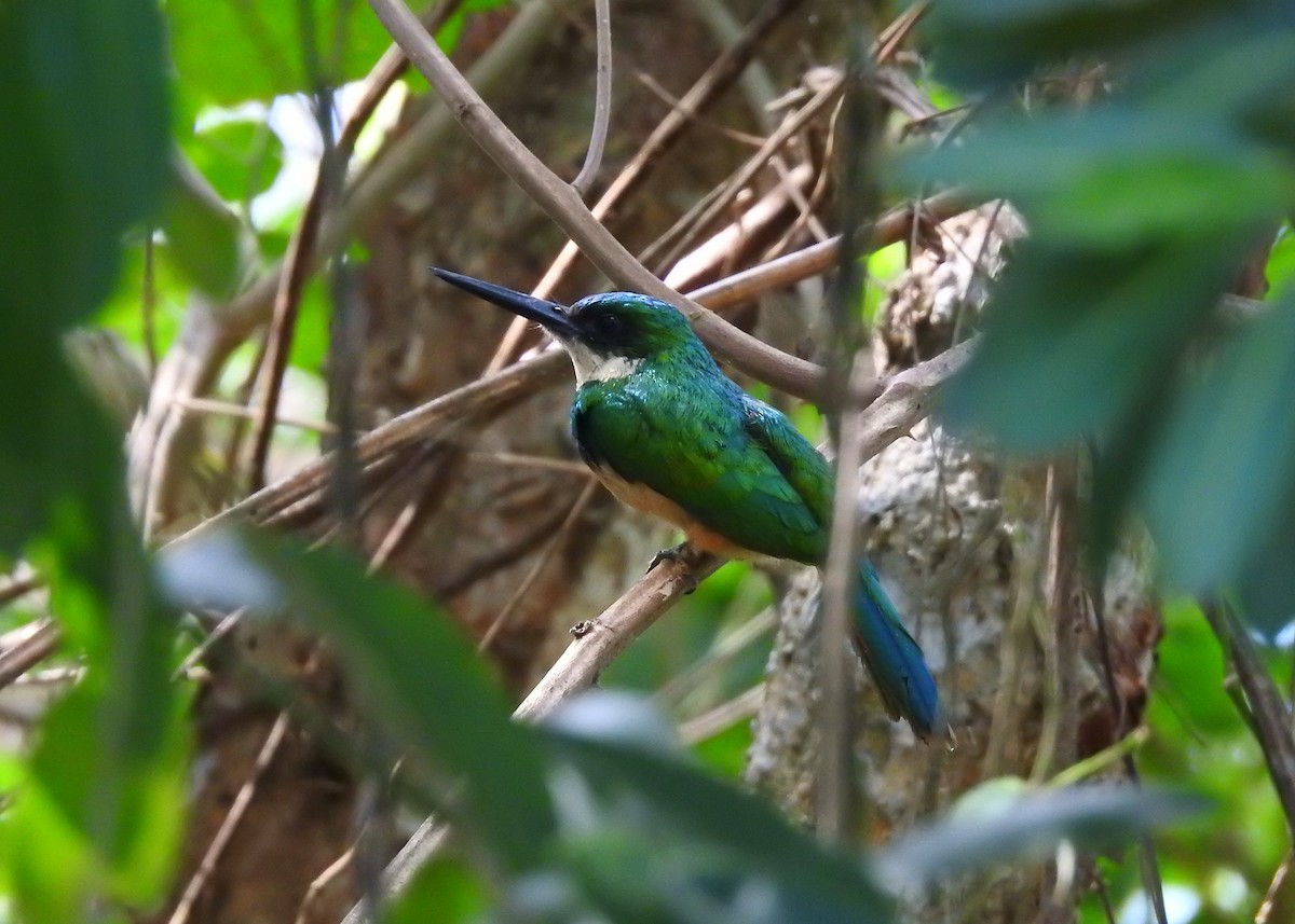 Rufous-tailed Jacamar - ML183629421