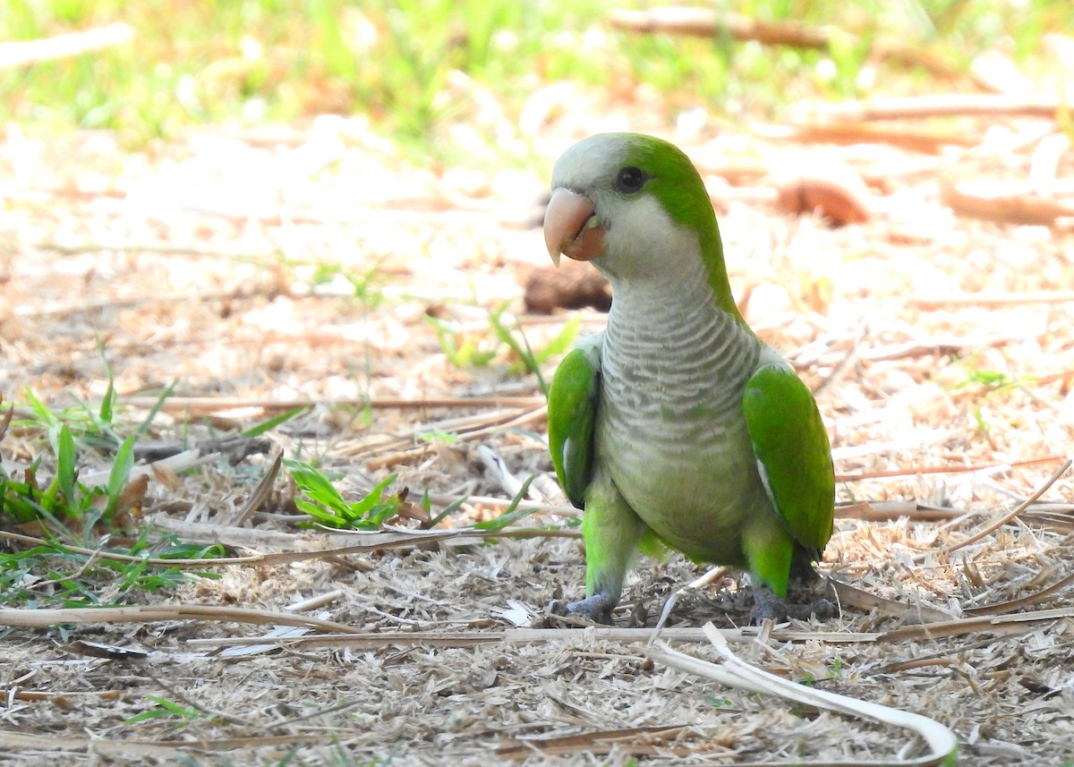 Monk Parakeet - ML183629431