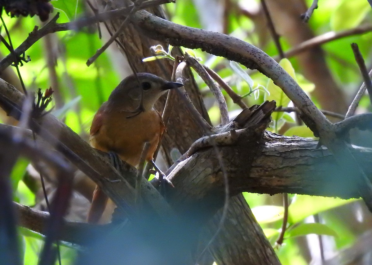 White-lored Spinetail - ML183629711