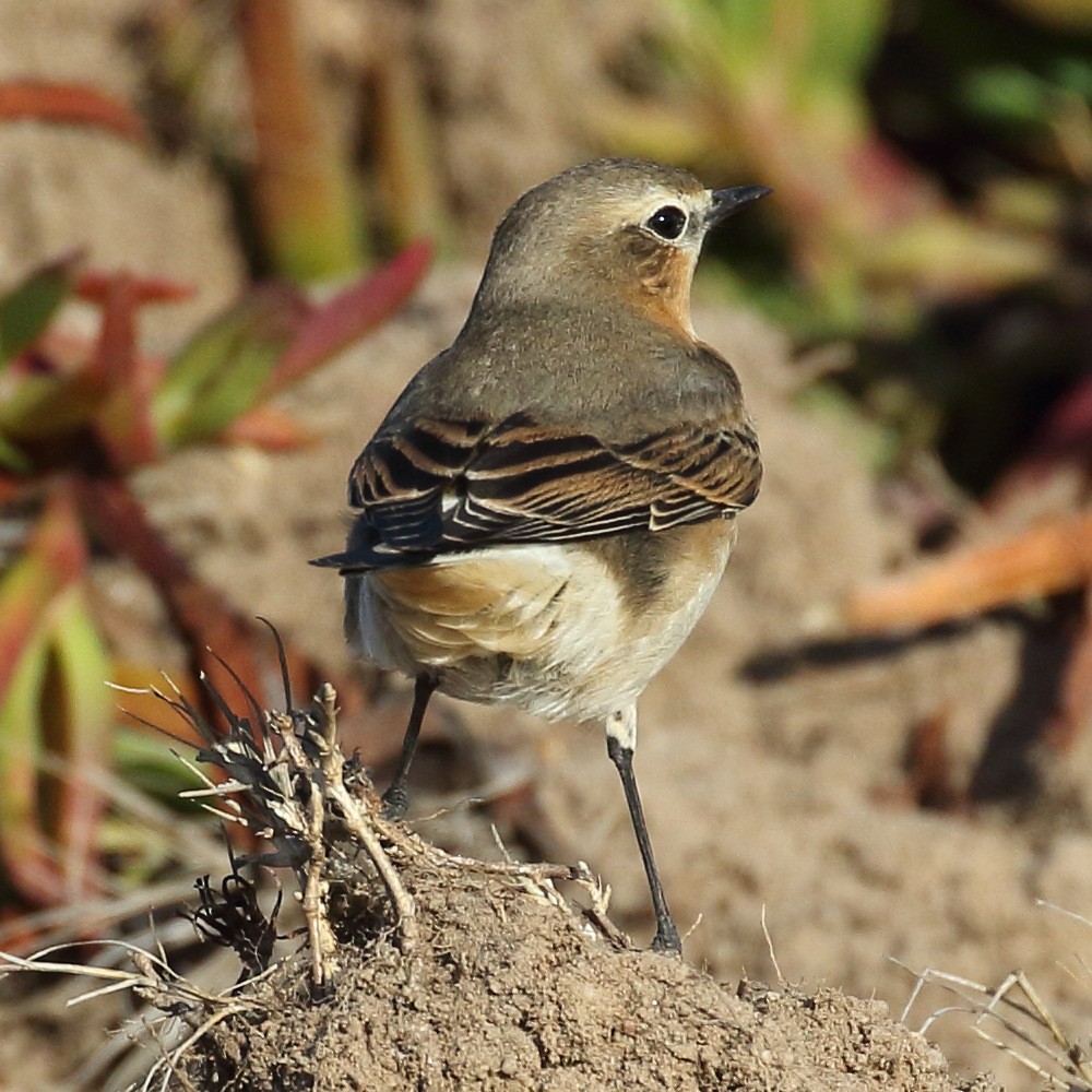 Northern Wheatear - ML183631431