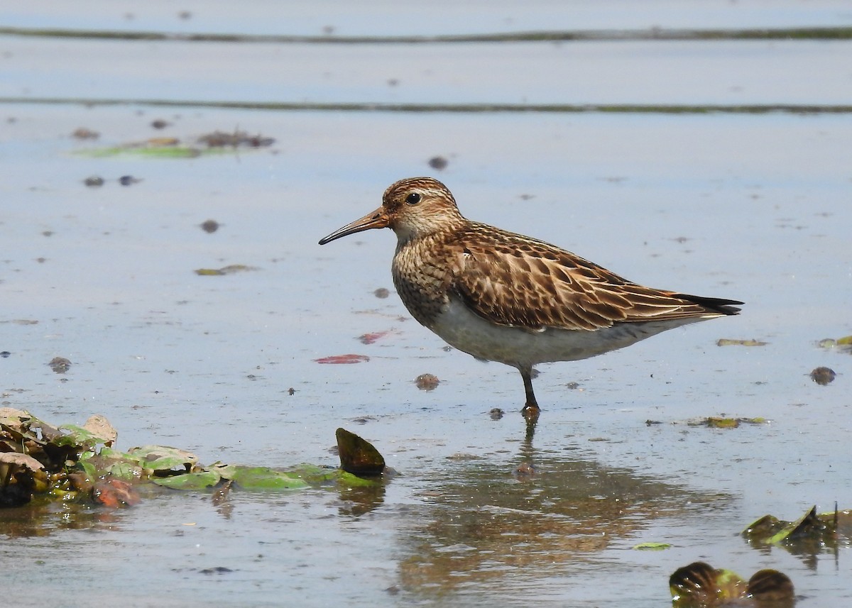 Pectoral Sandpiper - ML183631461