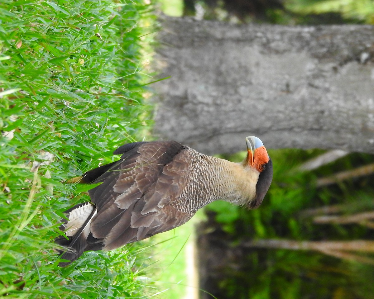 Crested Caracara (Southern) - ML183631541