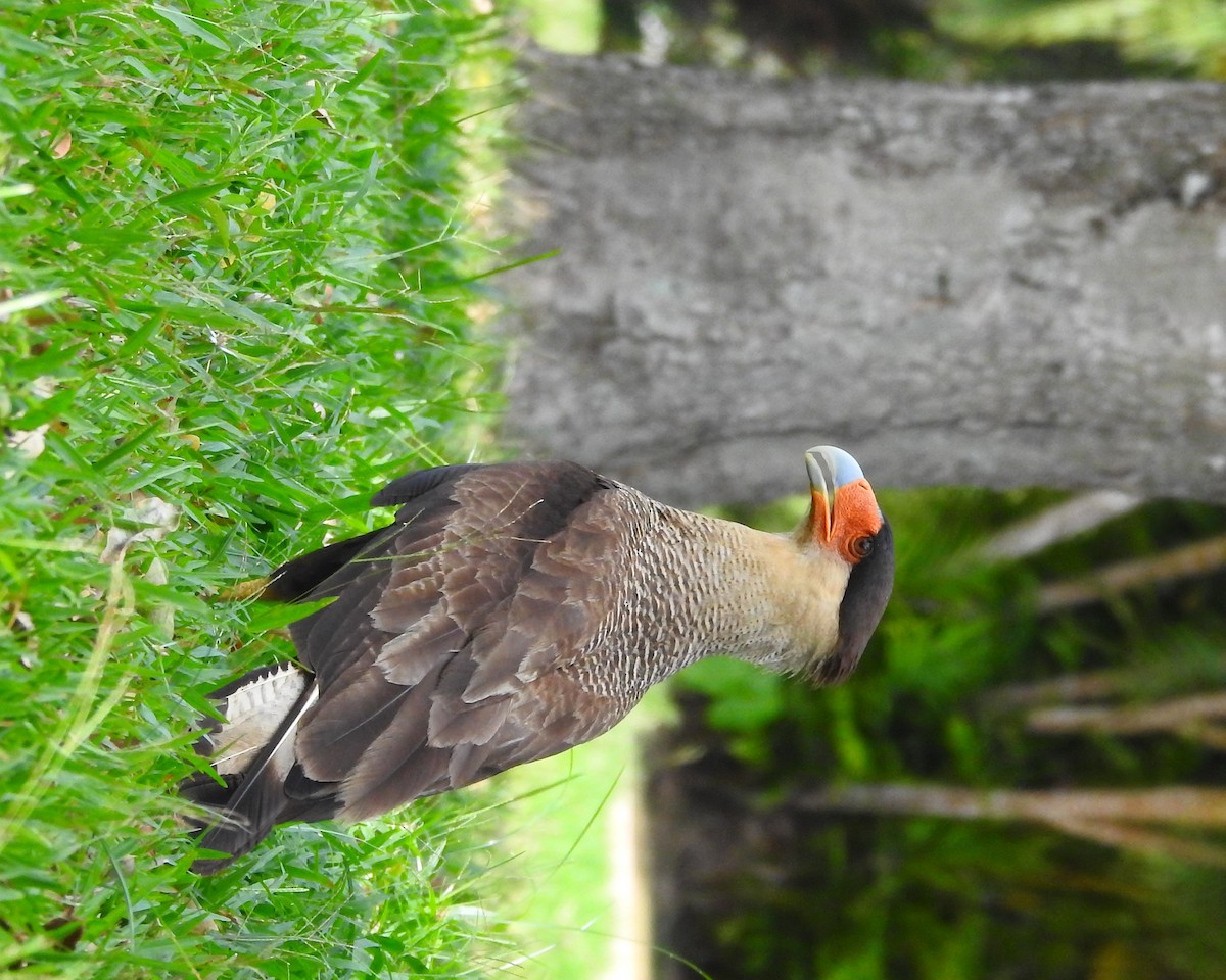 Caracara huppé (plancus) - ML183631541