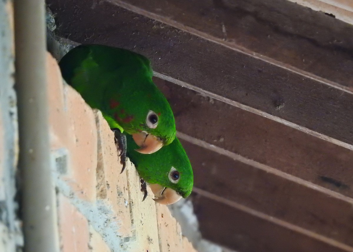 White-eyed Parakeet - ML183631561