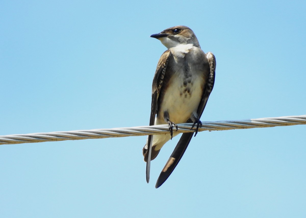 Brown-chested Martin - ML183631601