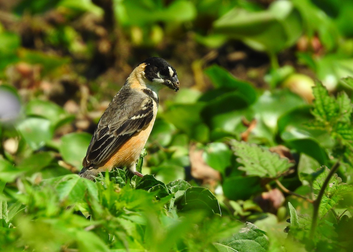 Rusty-collared Seedeater - ML183631631