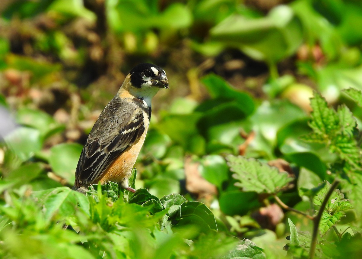 Rusty-collared Seedeater - ML183631651