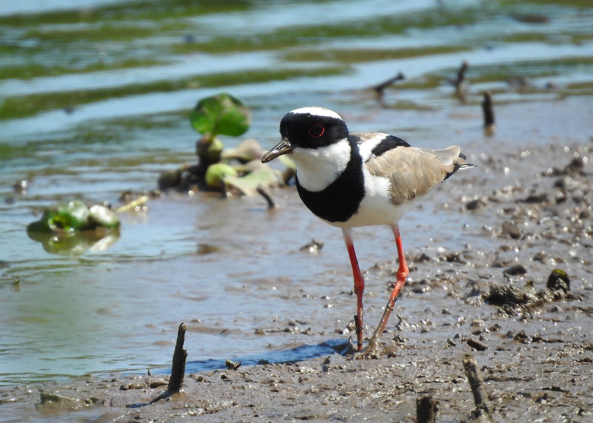 Pied Plover - ML183631691